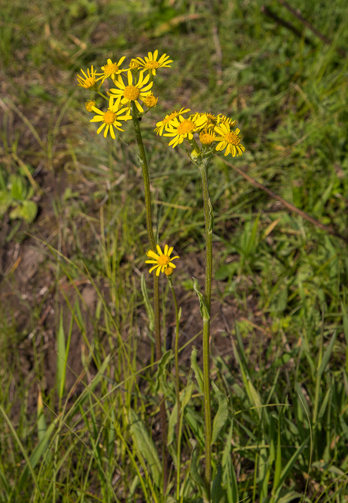 Изображение особи Tephroseris integrifolia.