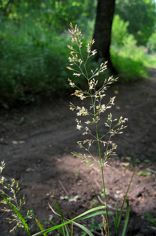 Изображение особи Poa palustris.