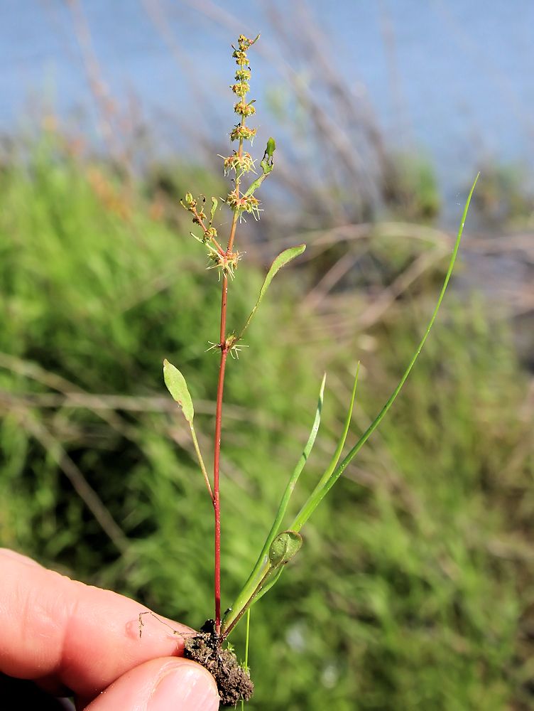 Image of Rumex amurensis specimen.