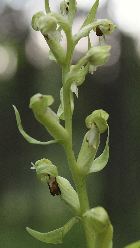 Image of Dactylorhiza viridis specimen.