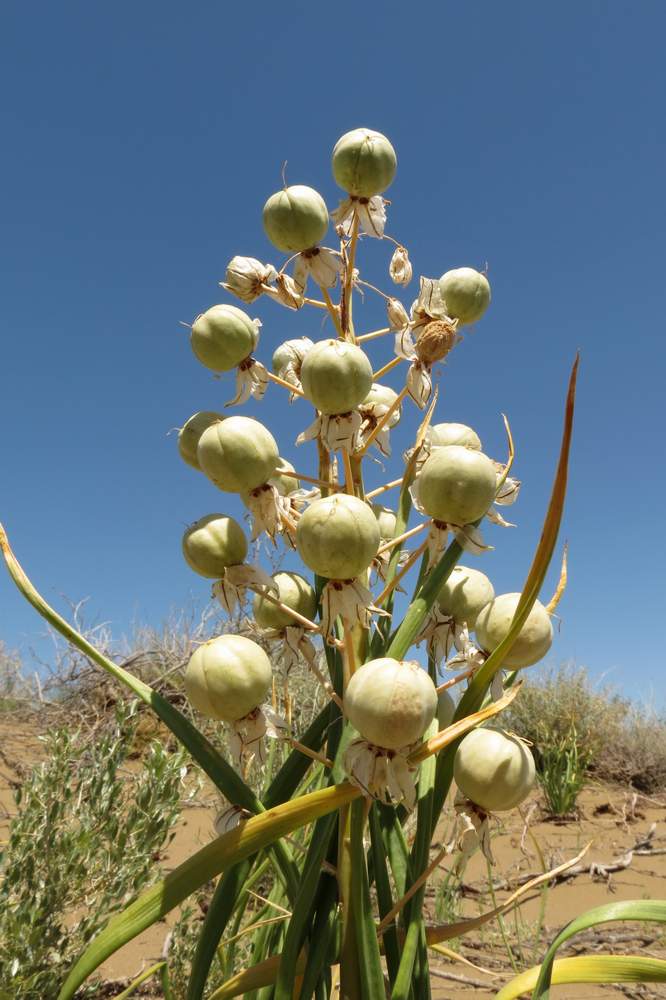 Image of Eremurus anisopterus specimen.