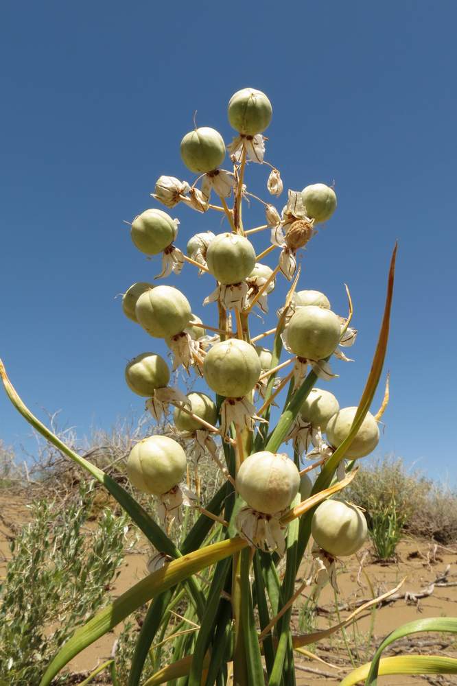 Изображение особи Eremurus anisopterus.