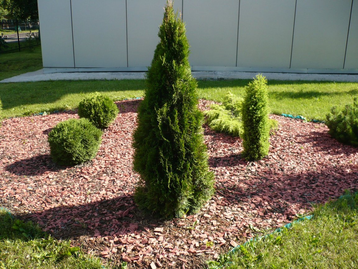 Image of Thuja occidentalis specimen.