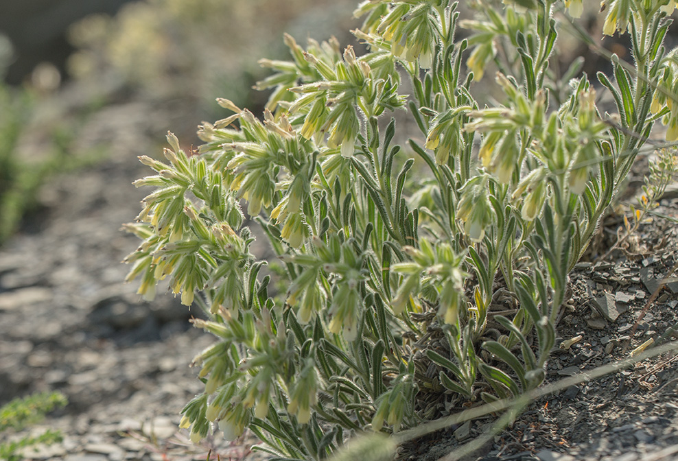 Изображение особи Onosma montana.