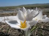Crocus alatavicus. Соцветие. Казахстан, Зап. Тянь-Шань, окр. зап-ка Аксу-Джабаглы, плато Ирсу. 20 апреля 2014 г.