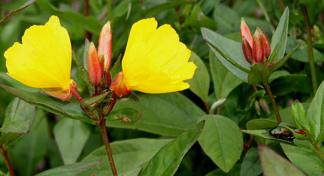 Image of Oenothera fruticosa specimen.