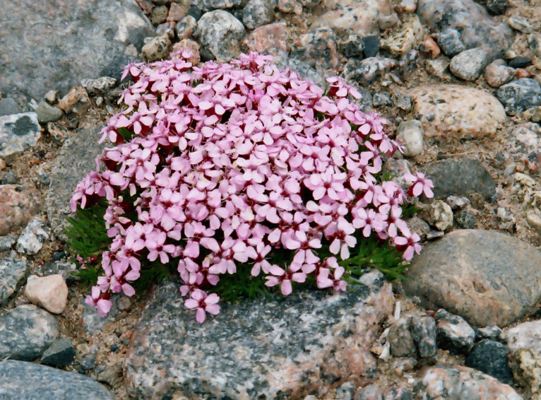 Изображение особи Silene acaulis.