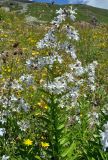 Gadellia lactiflora. Верхушка цветущего растения. Карачаево-Черкесия, гора Мусса-Ачитара, альпийский луг (выс. около 2500 м н.у.м.). 31.07.2014.