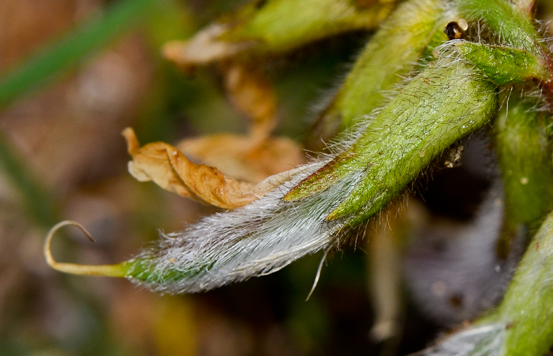 Изображение особи Astragalus berytheus.