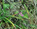 Rubus arcticus. Цветок. Республика Коми, Печоро-Илычский заповедник, хр. Маньпупунёр, опушка смешанного леса. 19.08.2014.