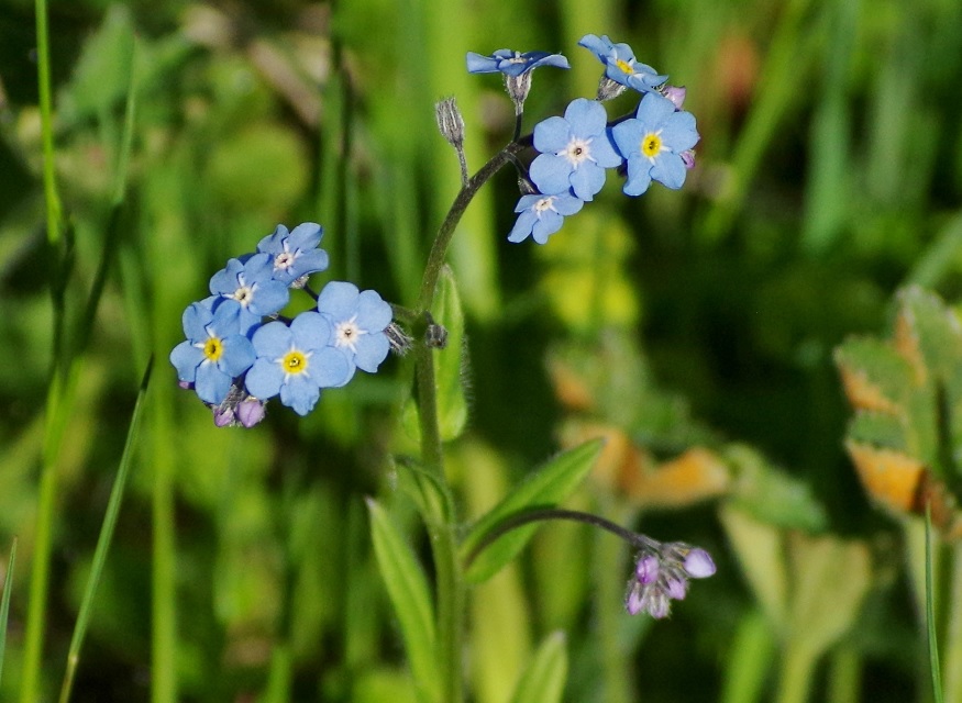 Изображение особи род Myosotis.