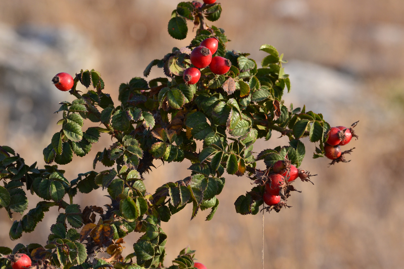 Image of Rosa turcica specimen.