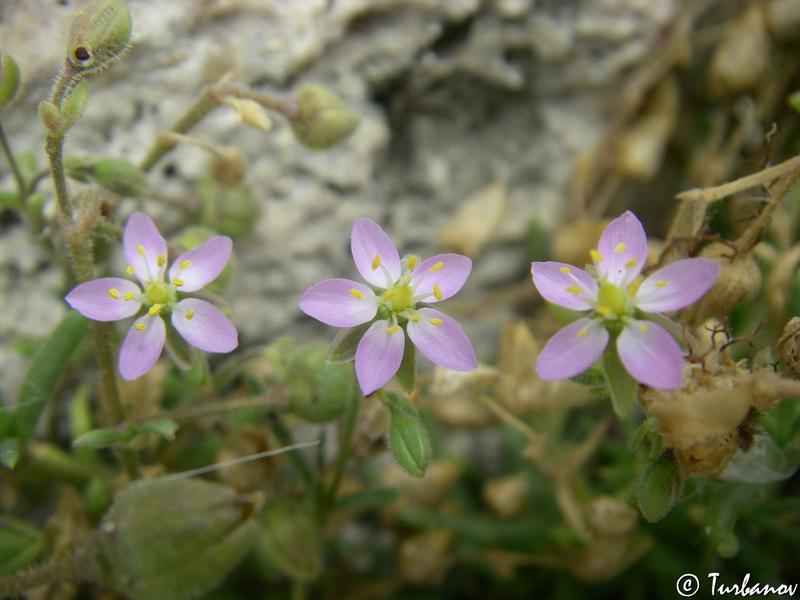 Image of Spergularia media specimen.