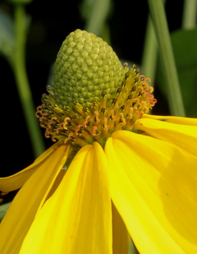 Изображение особи Rudbeckia nitida.