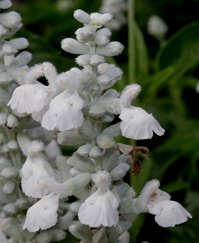 Изображение особи Salvia farinacea.