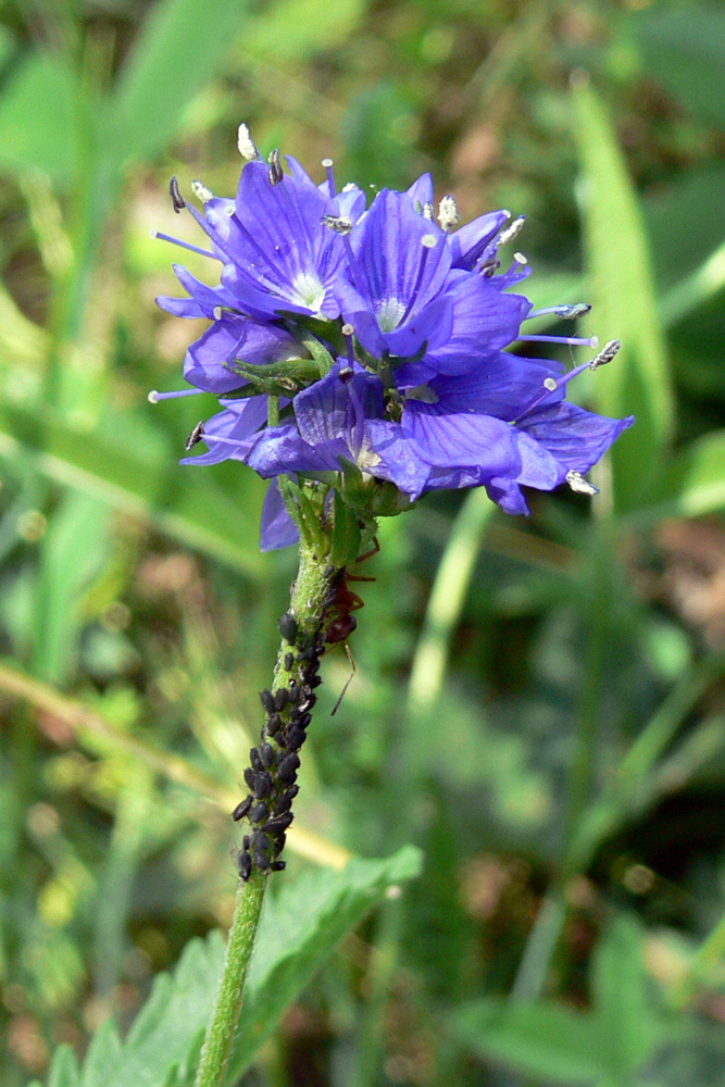 Изображение особи Veronica teucrium.