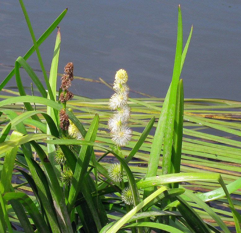Image of Sparganium emersum specimen.