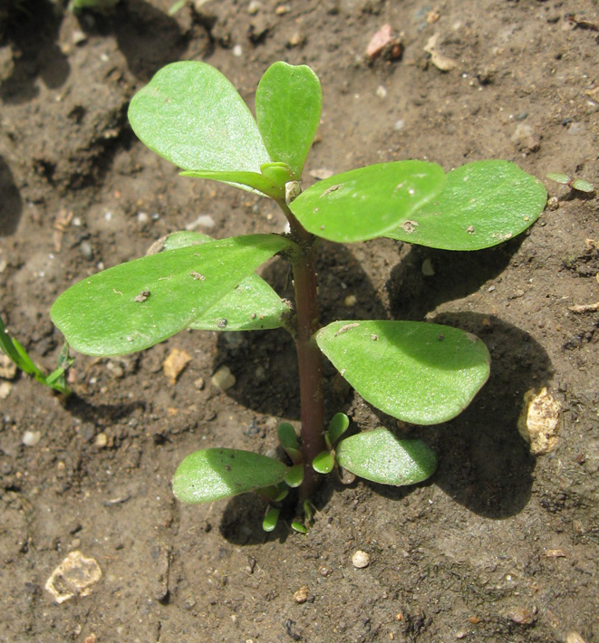 Изображение особи Portulaca oleracea.