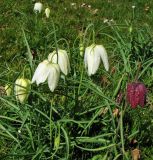 Fritillaria meleagris