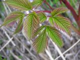 Aruncus dioicus. Лист. Камчатский край, Елизовский район, долина реки Авача, подлесок каменноберёзового леса.