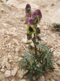 Aconitum confertiflorum