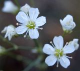 Eremogone saxatilis. Соцветие. Новосибирская обл., Мошковский р-н, береговой обрыв Оби. 11.09.2009.