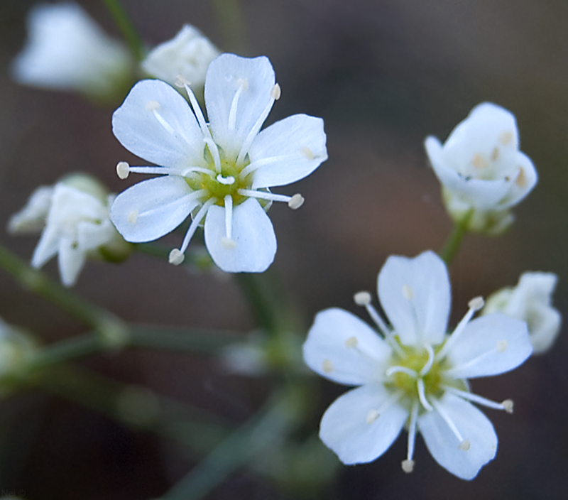 Изображение особи Eremogone saxatilis.