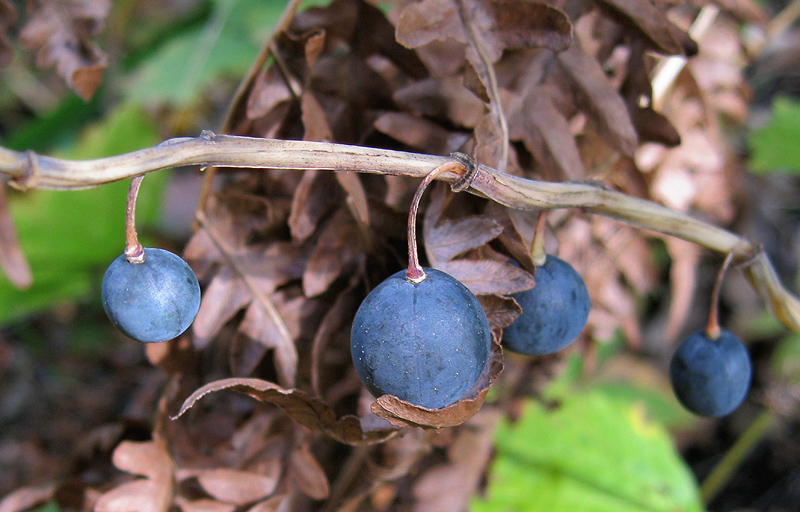 Image of Polygonatum odoratum specimen.