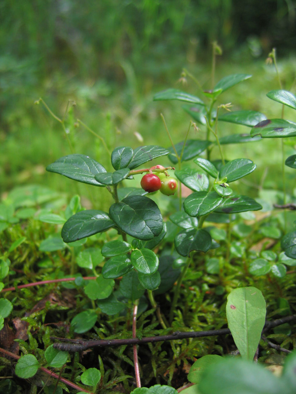 Image of Vaccinium vitis-idaea specimen.