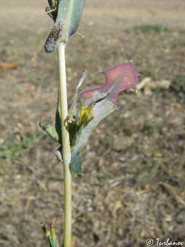 Изображение особи Lactuca serriola.