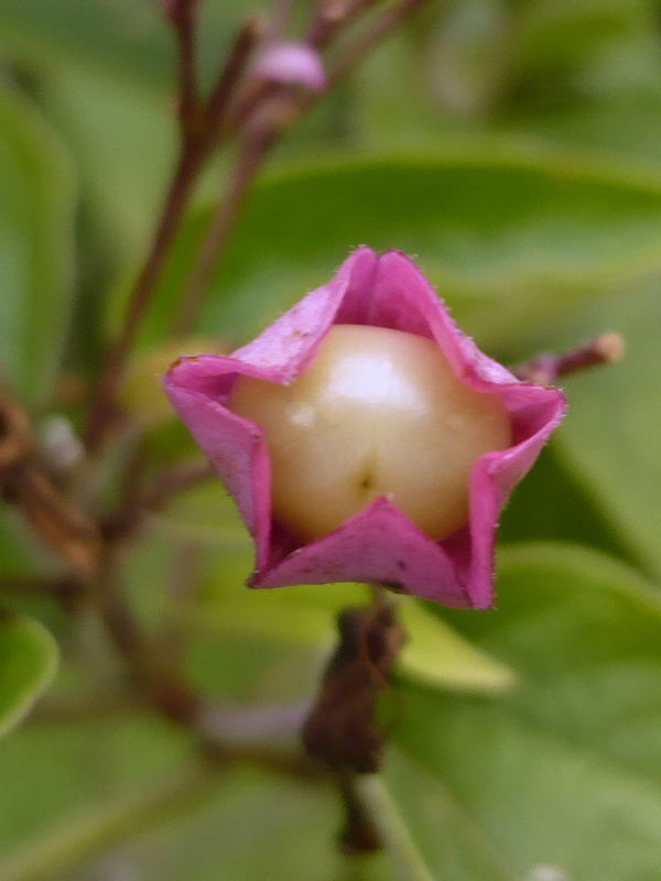 Изображение особи Clerodendrum cyrtophyllum.