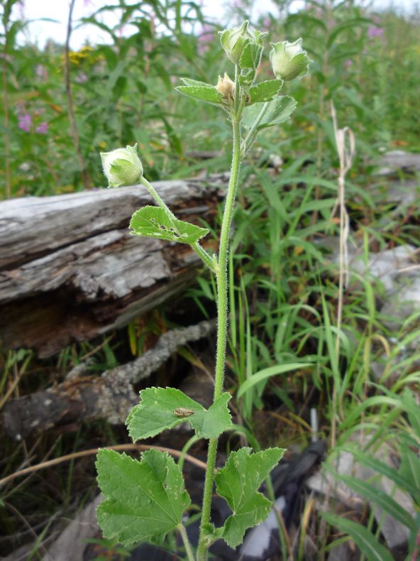Image of Malva thuringiaca specimen.