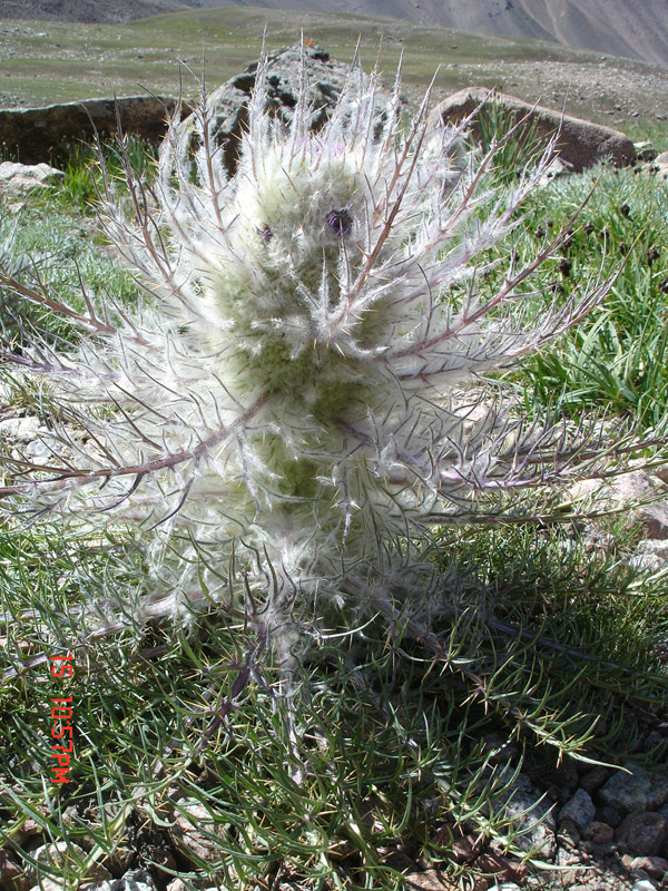 Image of Schmalhausenia nidulans specimen.
