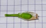 Image of taxon representative. Author is Татьяна Мальчинская