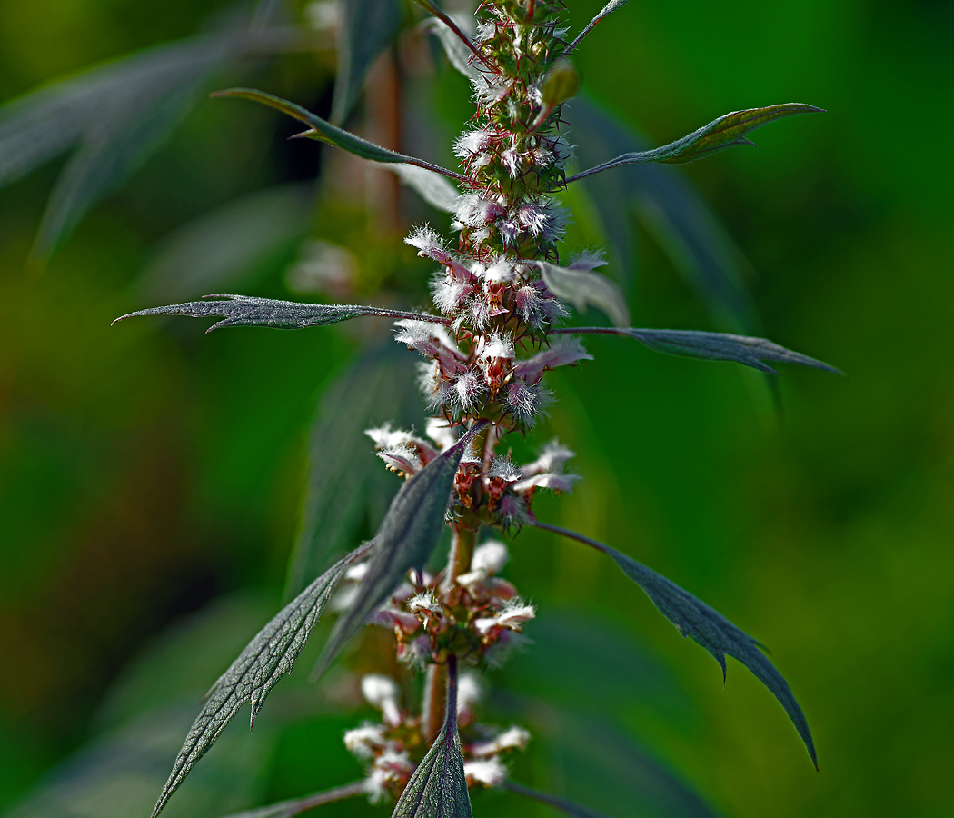 Изображение особи Leonurus quinquelobatus.