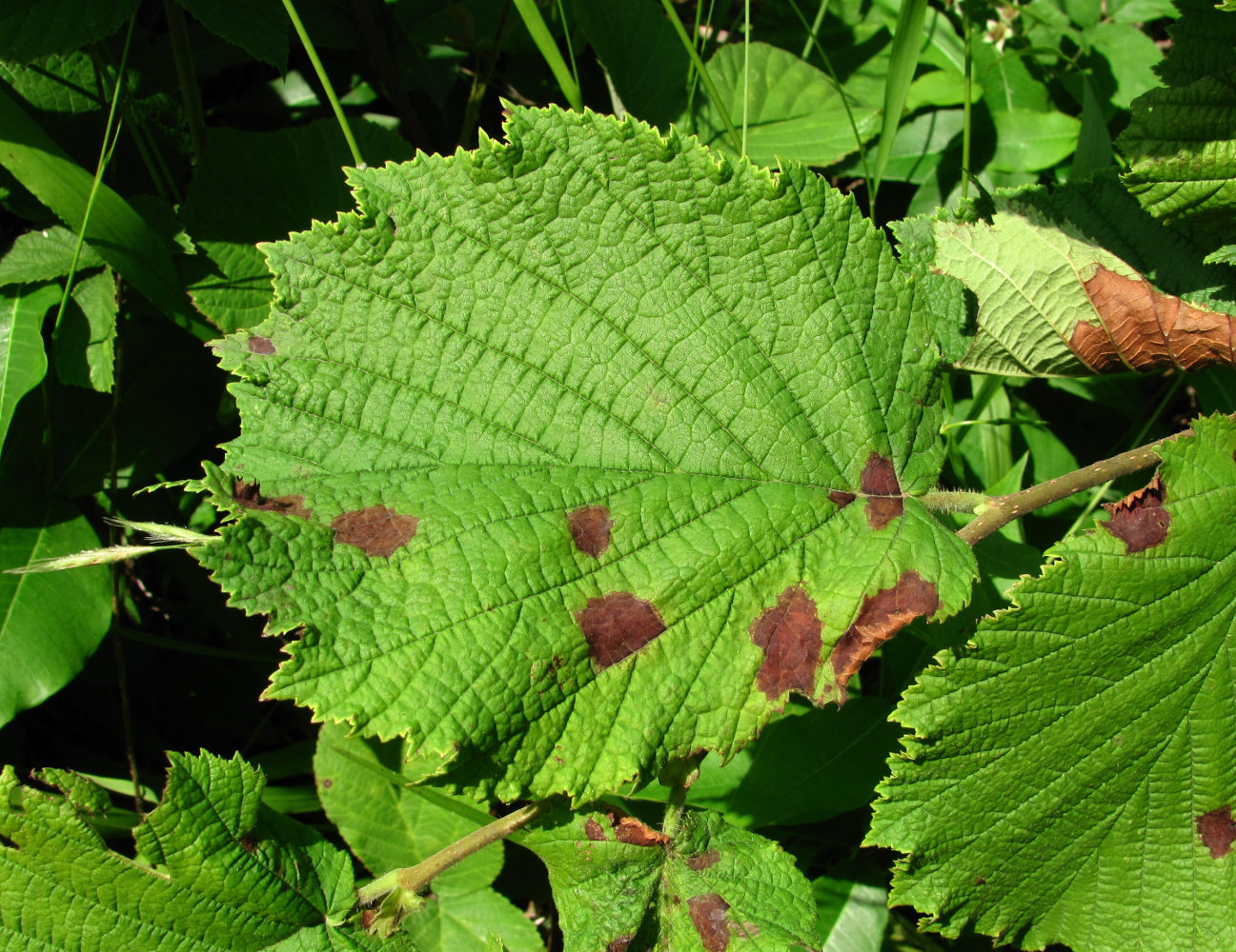 Изображение особи Corylus maxima.