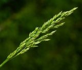 Poa pratensis. Верхушка побега с нераскрывшимся соцветием. Московская обл., Раменский р-н, окр. ж.-д. платформы Хрипань, просека под ЛЭП. 01.06.2015.