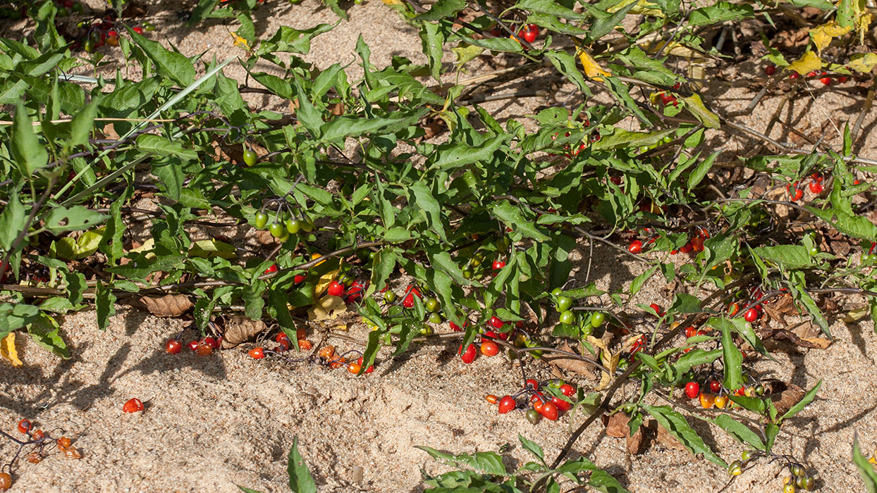 Image of Solanum dulcamara specimen.