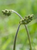 Crepis praemorsa