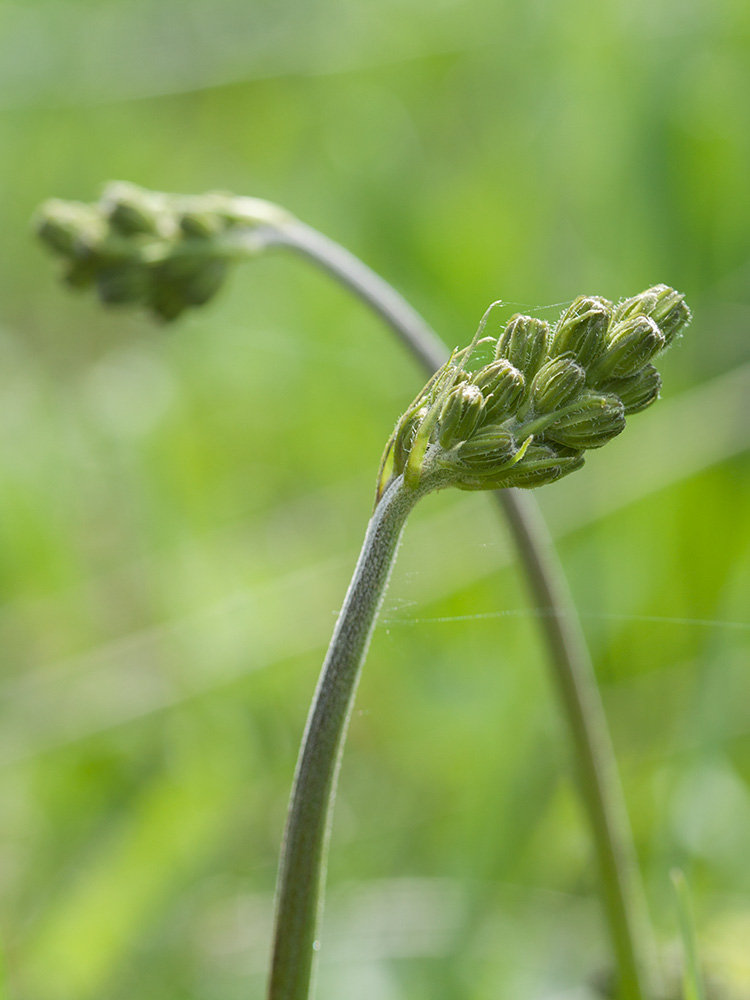 Изображение особи Crepis praemorsa.