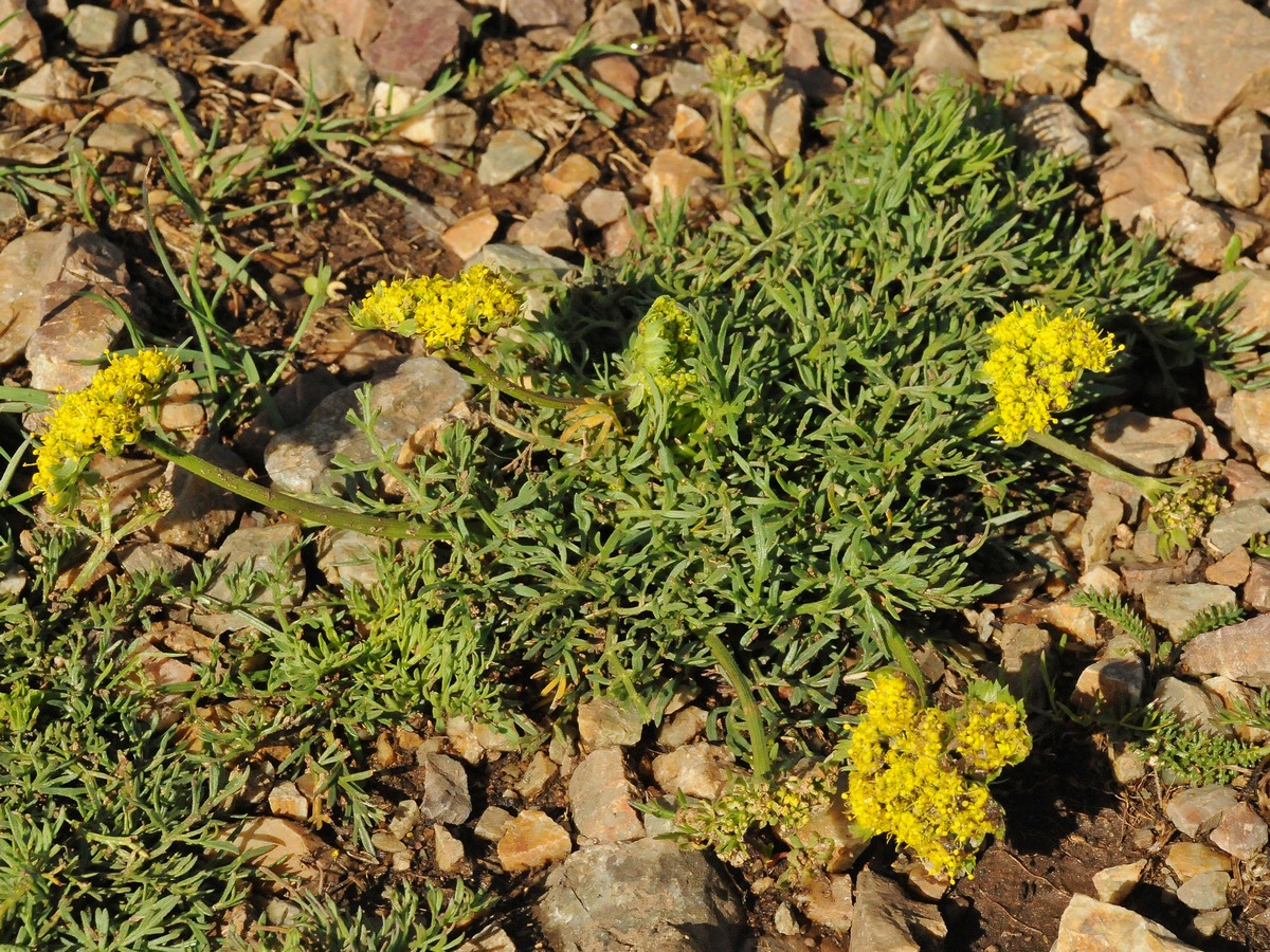 Изображение особи Lomatium caruifolium.