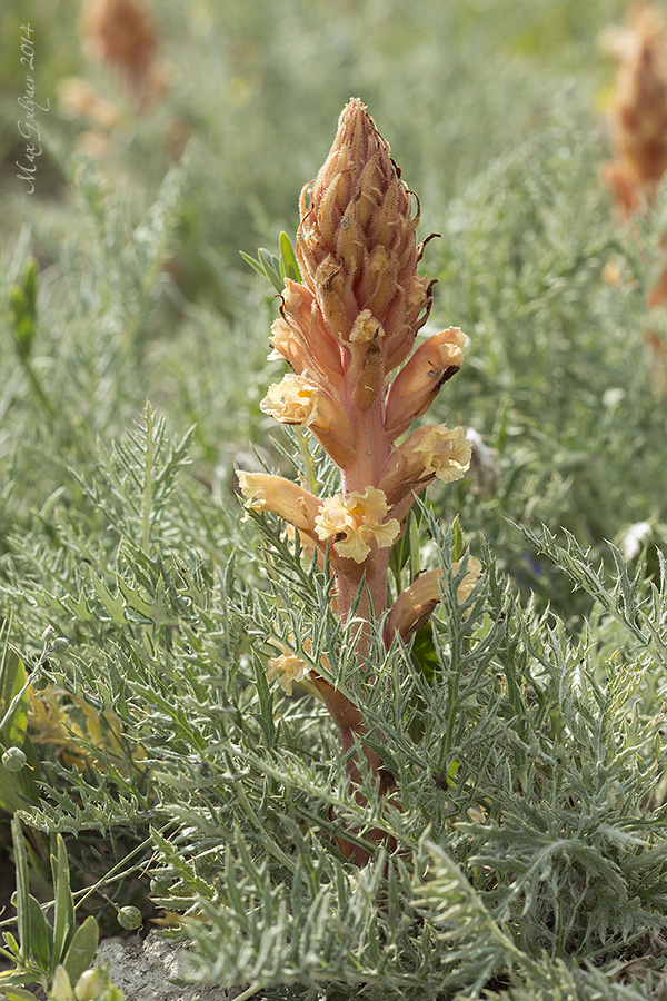 Изображение особи Orobanche centaurina.