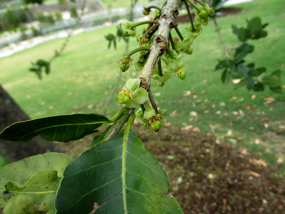 Изображение особи Garcinia livingstonei.