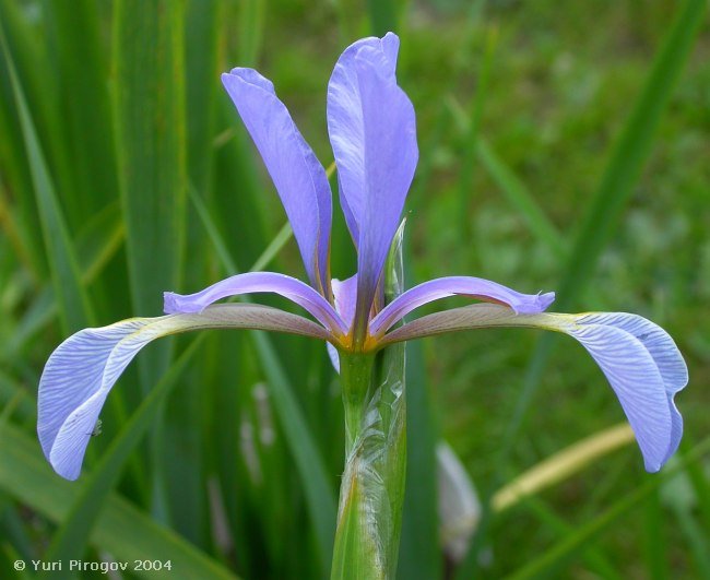 Изображение особи Iris musulmanica.