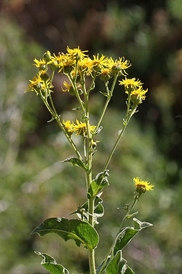 Изображение особи Inula macrophylla.