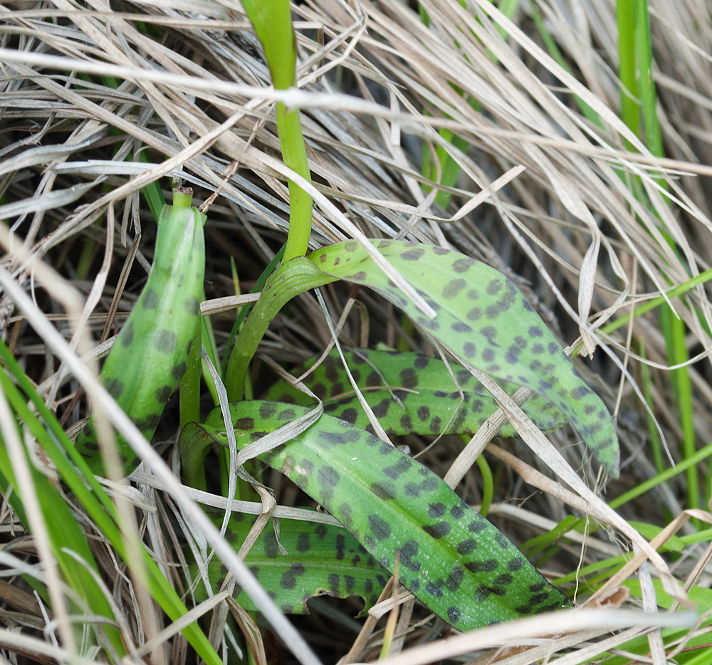 Image of Dactylorhiza psychrophila specimen.