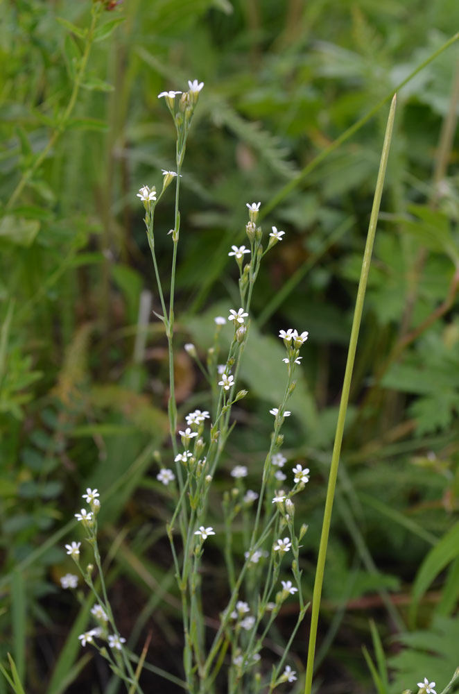 Изображение особи Petrorhagia alpina.