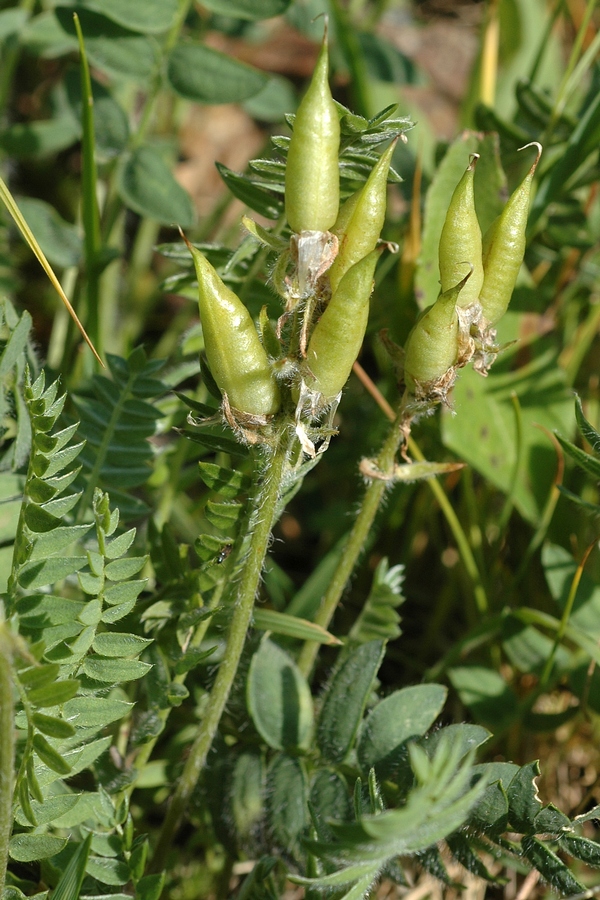 Image of Oxytropis sulphurea specimen.