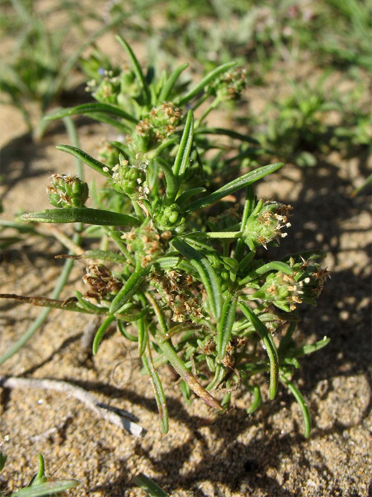 Изображение особи Plantago afra.