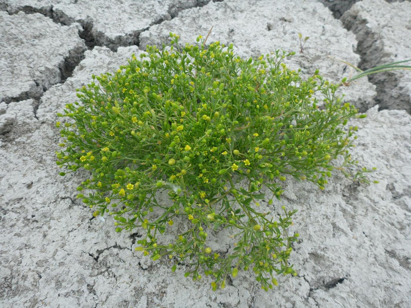 Изображение особи Ranunculus sceleratus.